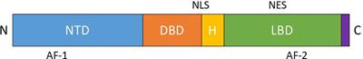 Androgen receptor in breast cancer: The “5W” questions